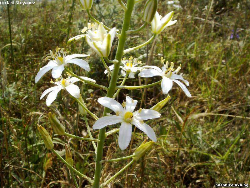 Ornithogalum pyramidale