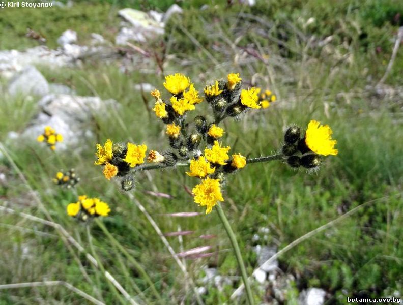 Hieracium caespitosum