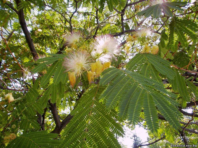 Albizzia julibrissin