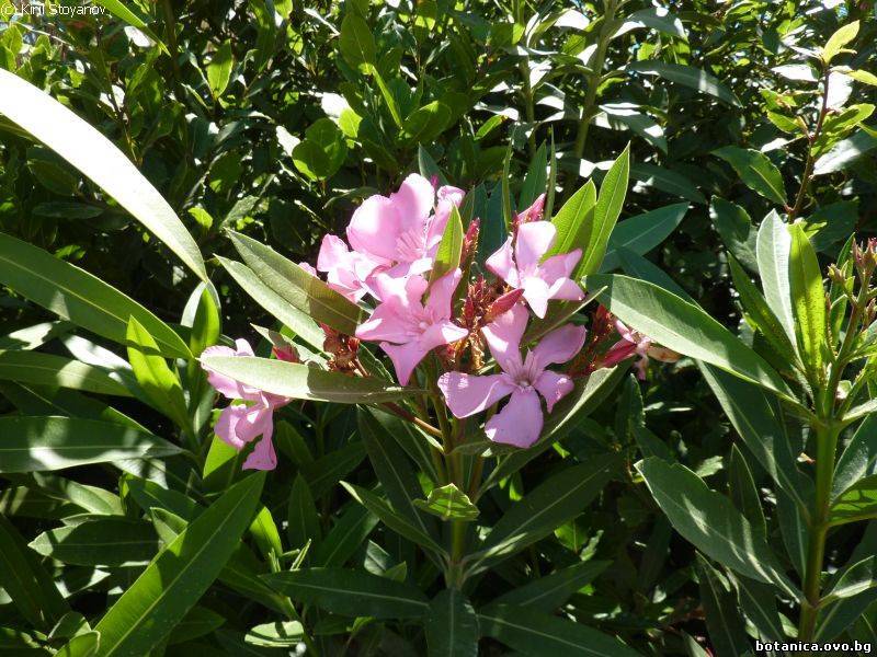 Nerium oleander