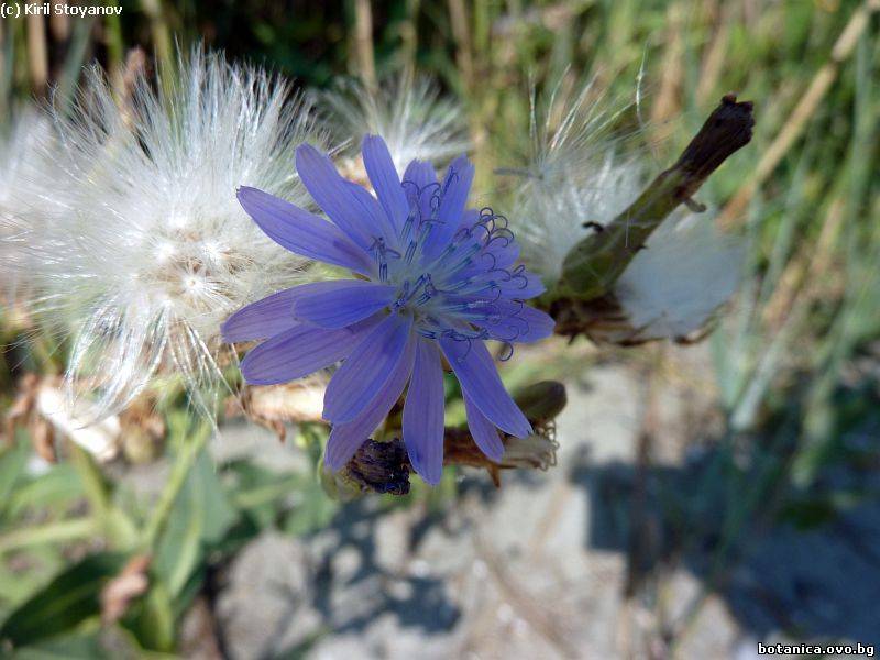 Lactuca tatarica