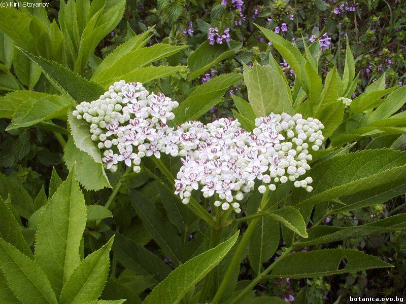 Sambucus ebulus