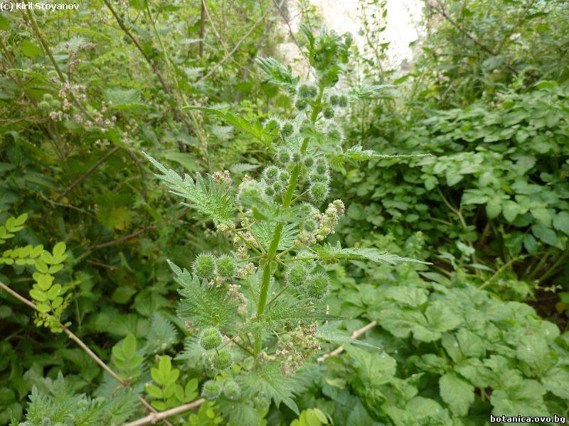 Urtica pilulifera