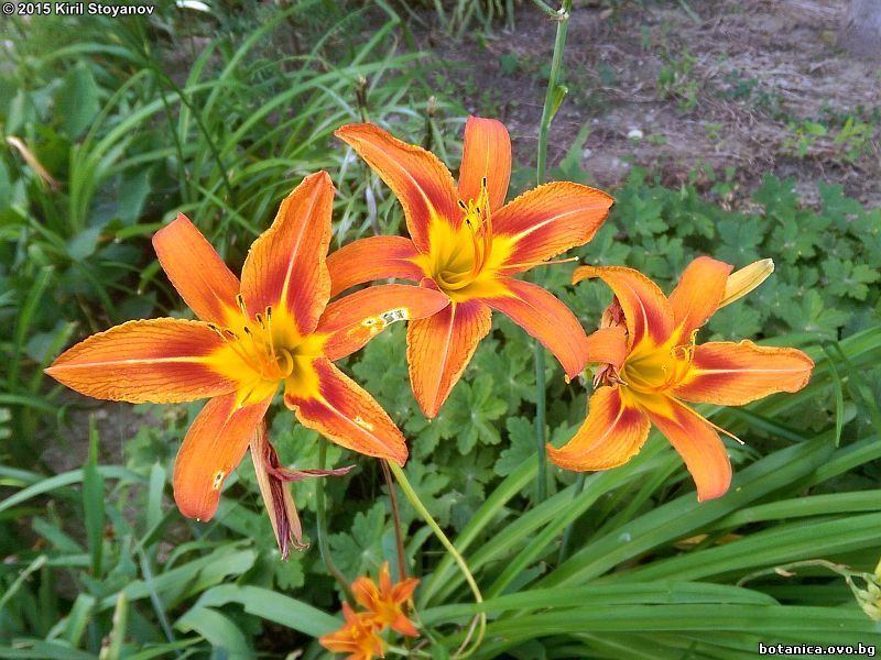 Hemerocallis fulva