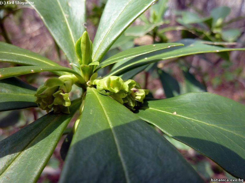 Daphne laureola