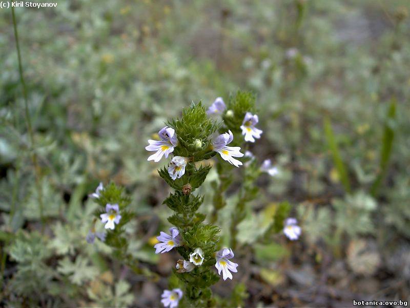 Euphrasia salisburgensis