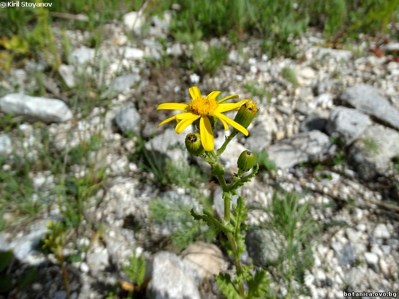 Senecio jacobaea