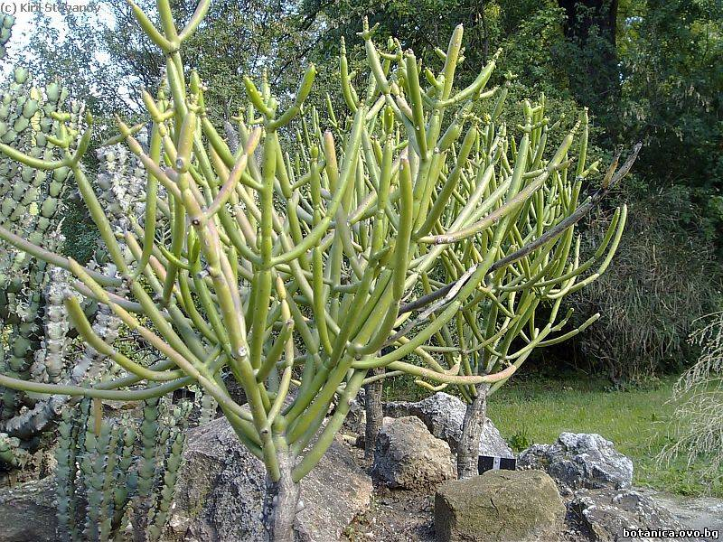 Euphorbia alluaudii