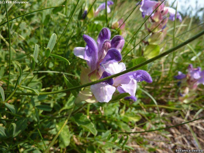 Scutellaria alpina