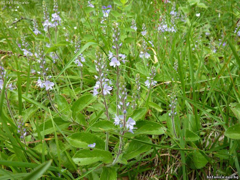 Veronica officinalis