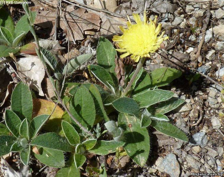 Hieracium pilosella