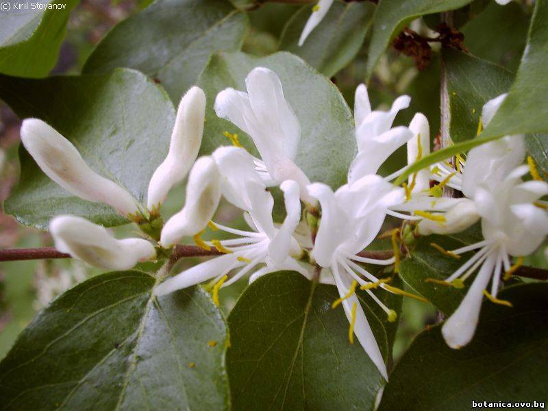 Lonicera maackii