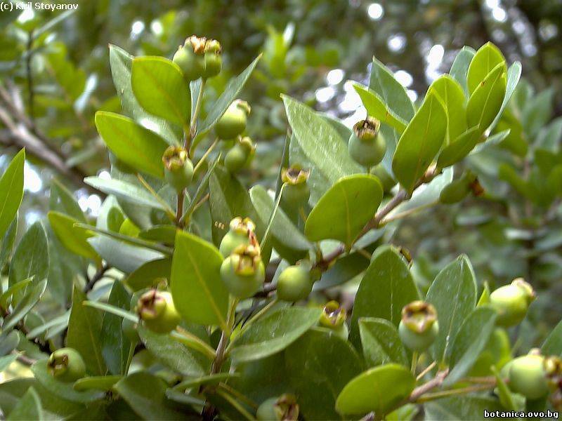 Myrtus communis