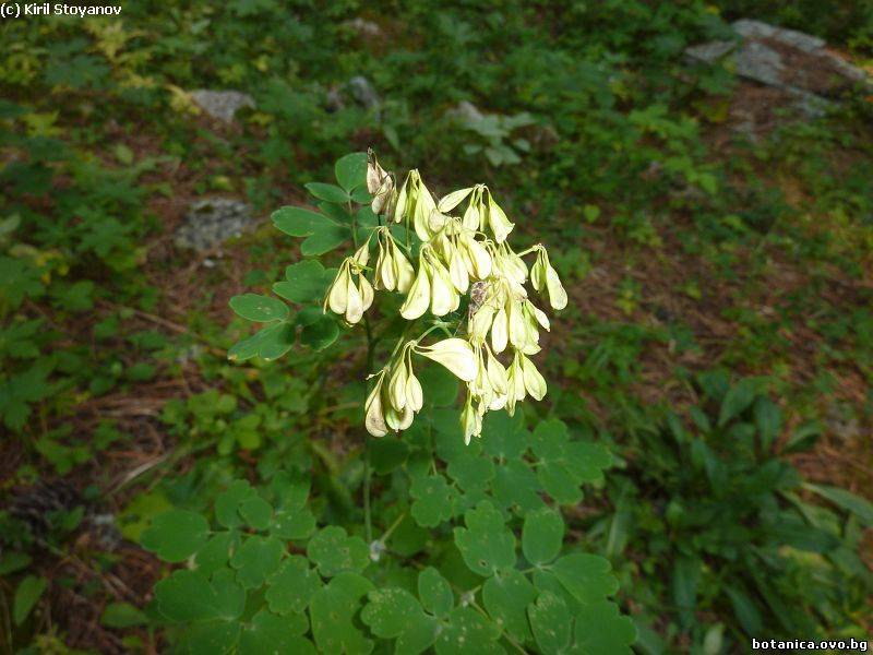 Thalictrum minus