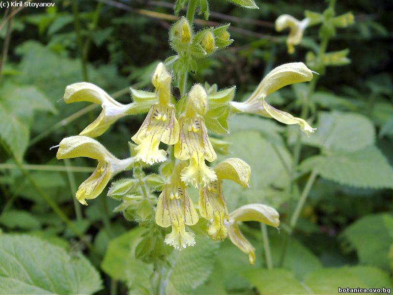 Salvia glutinosa