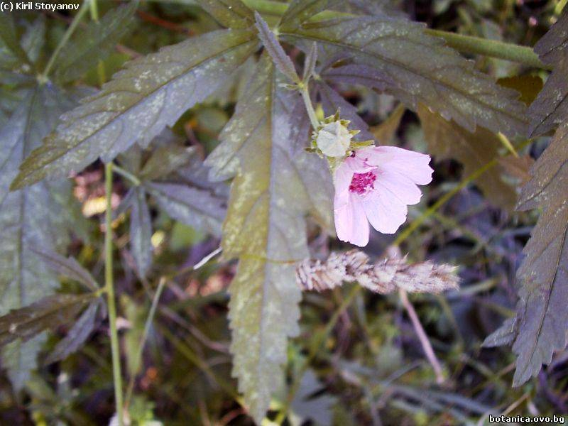 Althaea cannabina