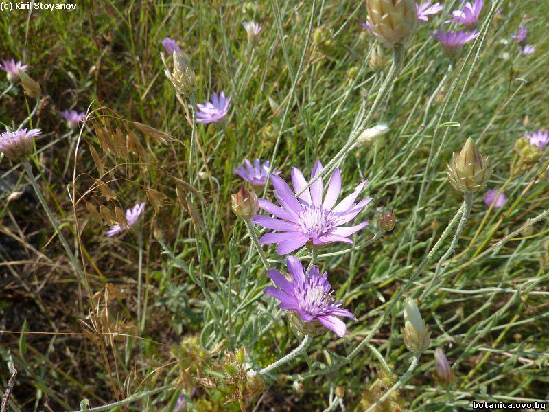 Xeranthemum annuum