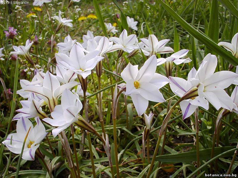 Ipheion uniflorum