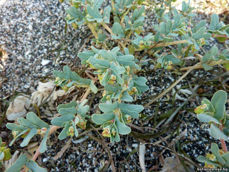 Euphorbia peplis