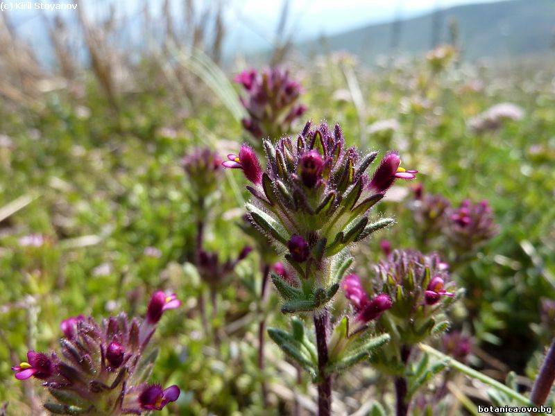 Parentucellia latifolia