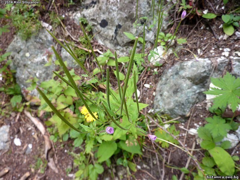 Epilobium montanum