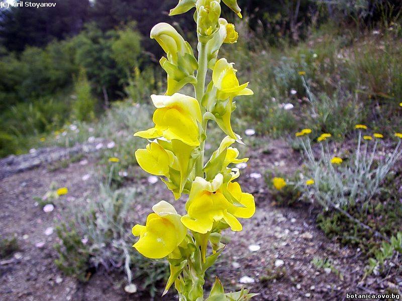 Linaria grandiflora