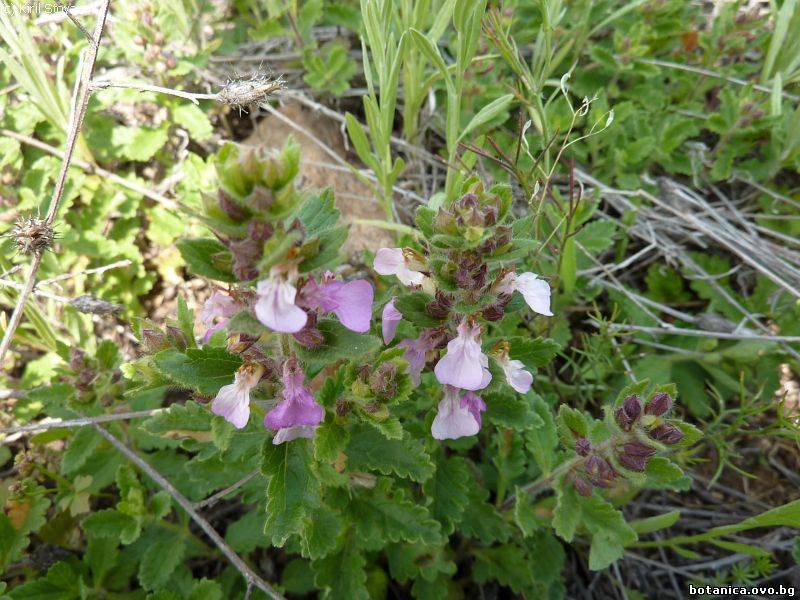 Teucrium chamaedrys