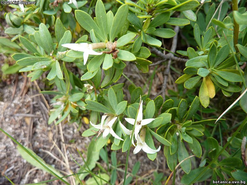 Daphne oleoides