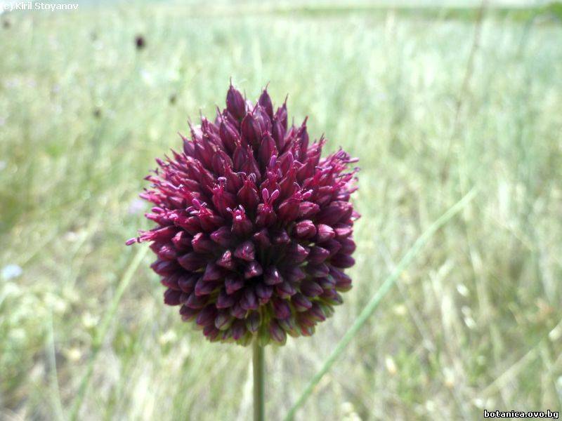 Allium sphaerocephalon