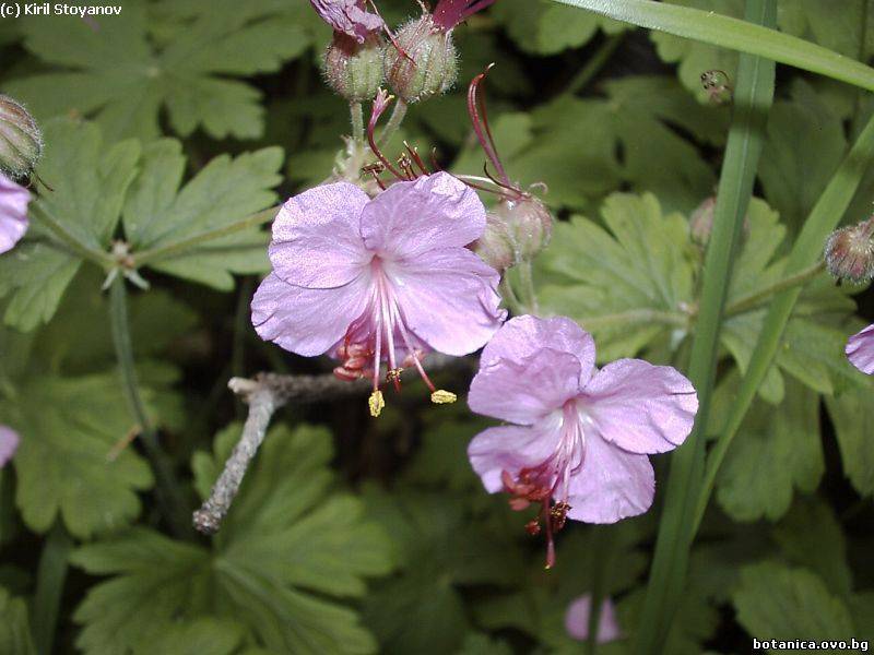 Geranium macrorrhizum