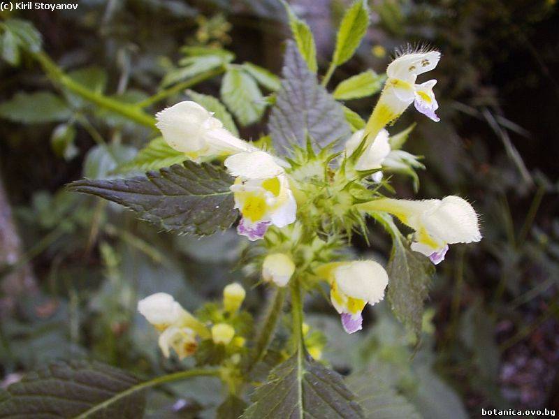 Galeopsis speciosa