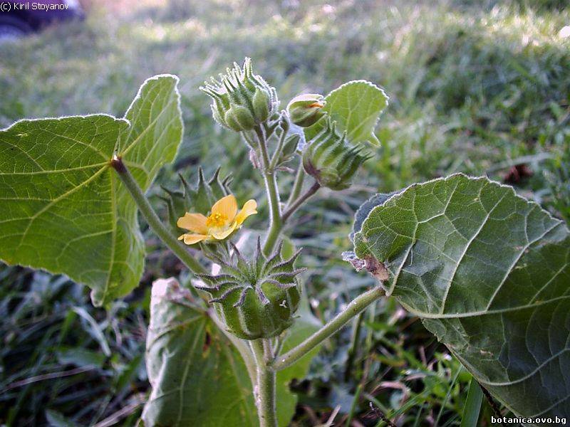 Abutilon theophrasti