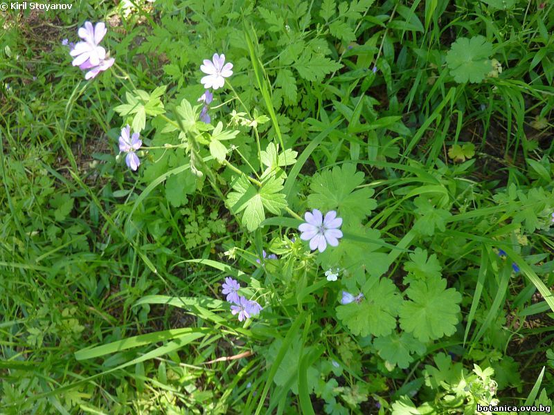 Geranium pyrenaicum