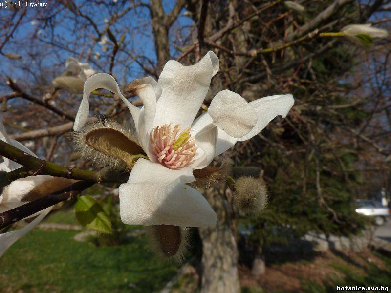 Magnolia kobus