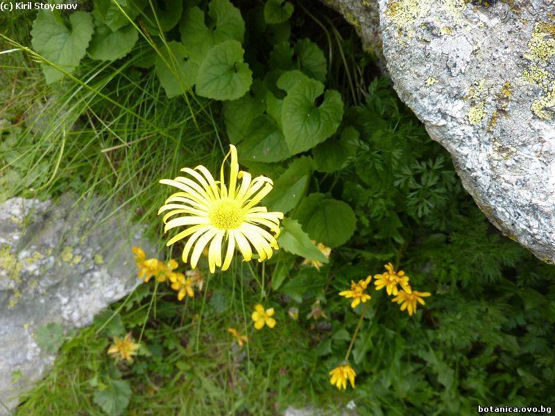 Doronicum columnae