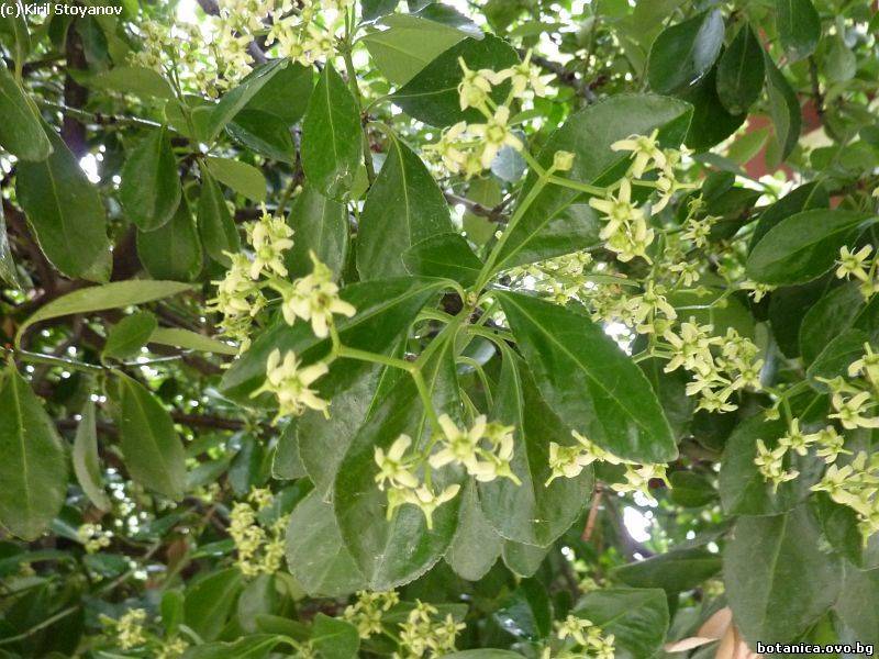 Euonymus japonicus