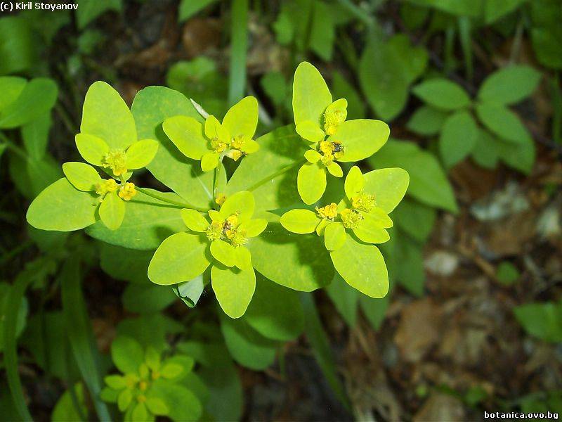 Euphorbia polychroma