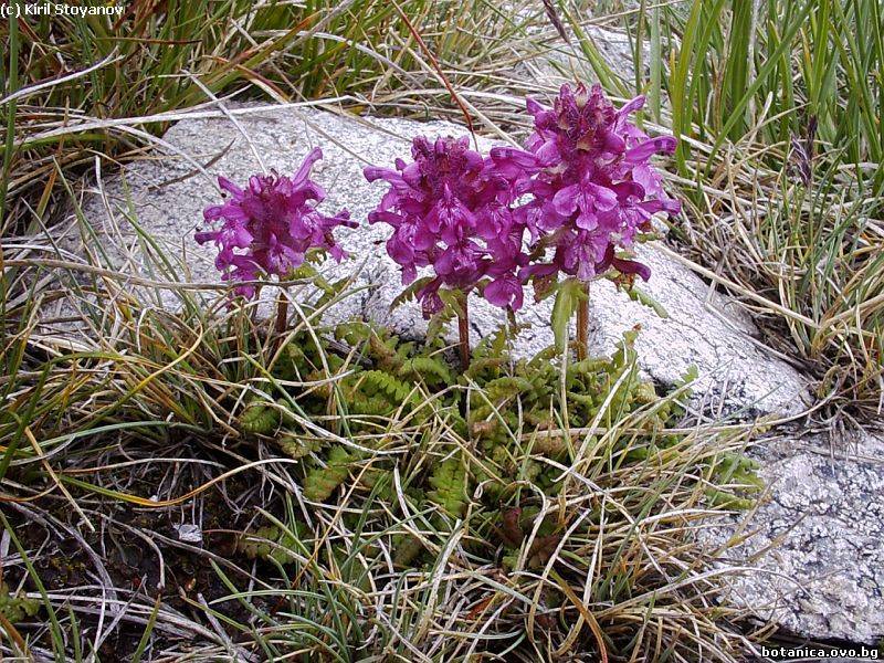 Pedicularis verticillata