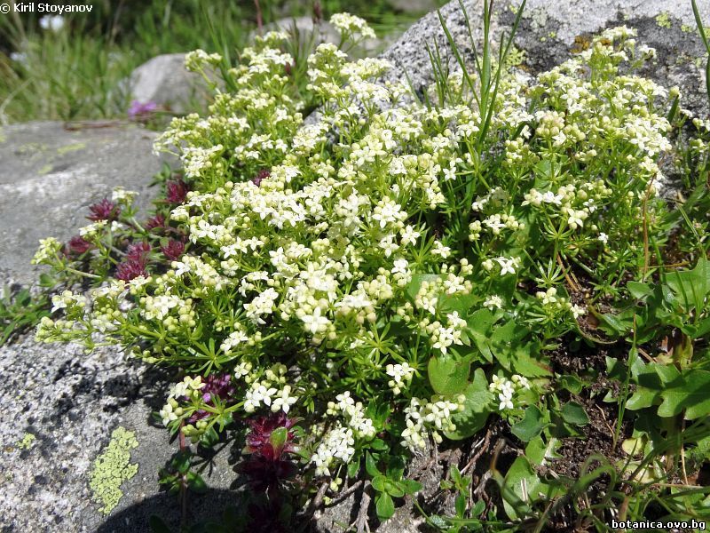 Galium anisophyllon