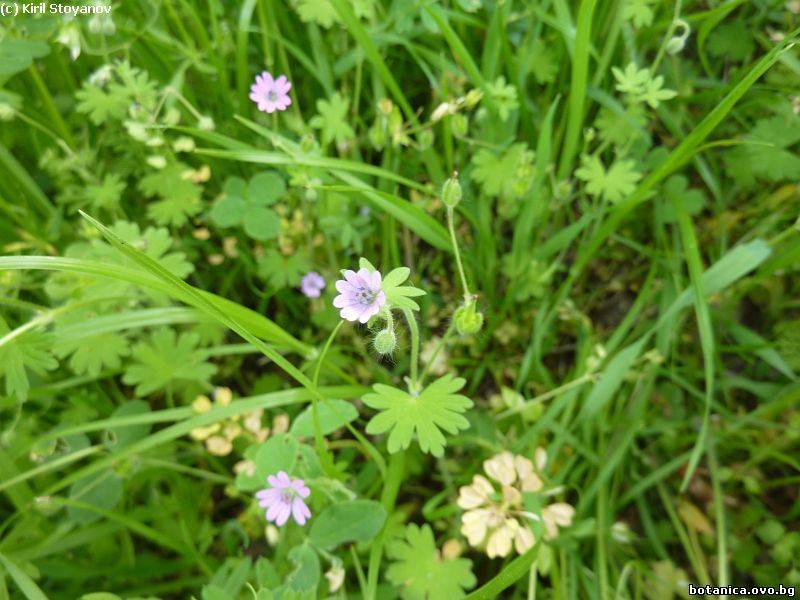 Geranium rotundifolium