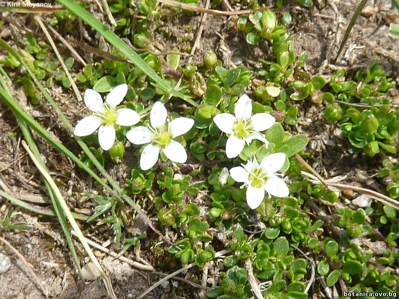 Minuartia saxifraga