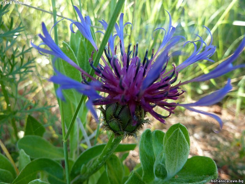 Centaurea triumfettii