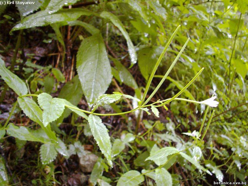 Epilobium lanceolatum