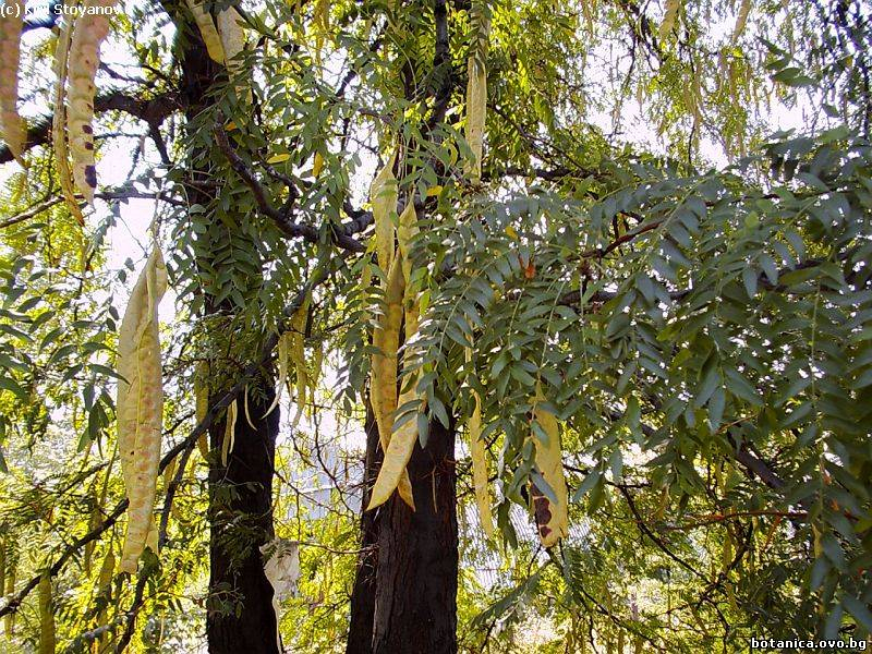 Gleditsia triacanthos