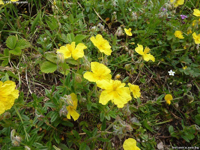 Helianthemum nummularium