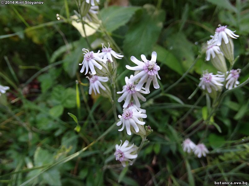 Silene ciliata