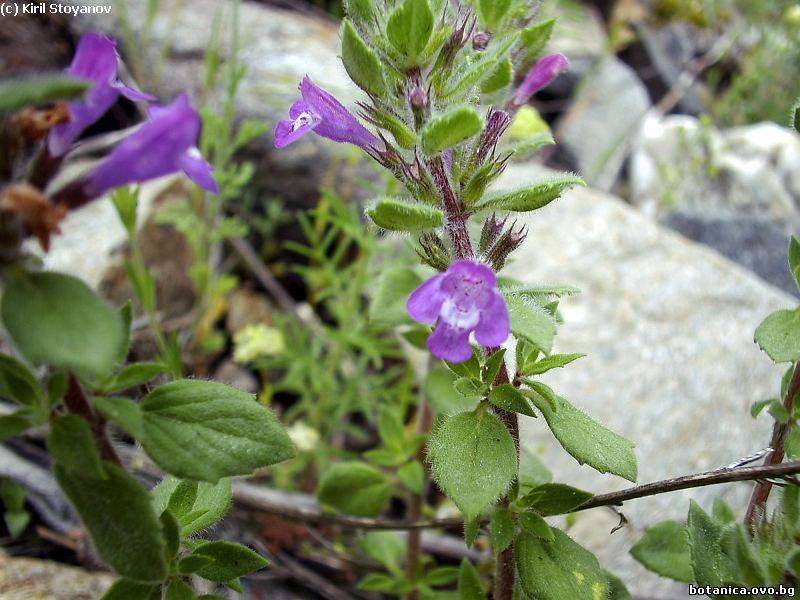 Acinos suaveolens