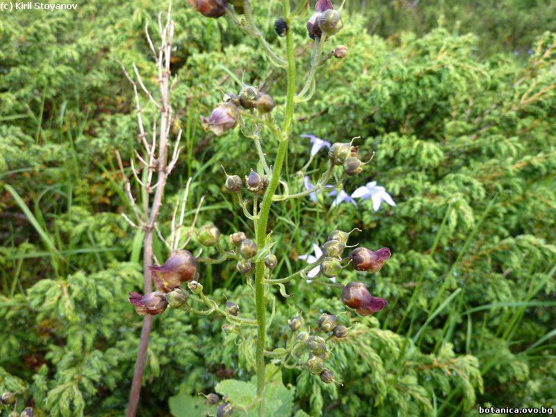 Scrophularia scopoli