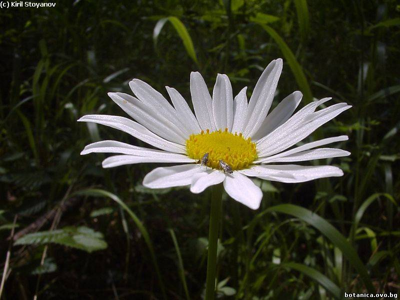 Leucanthemum vulgare