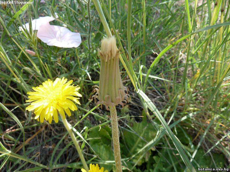 Taraxacum serotinum